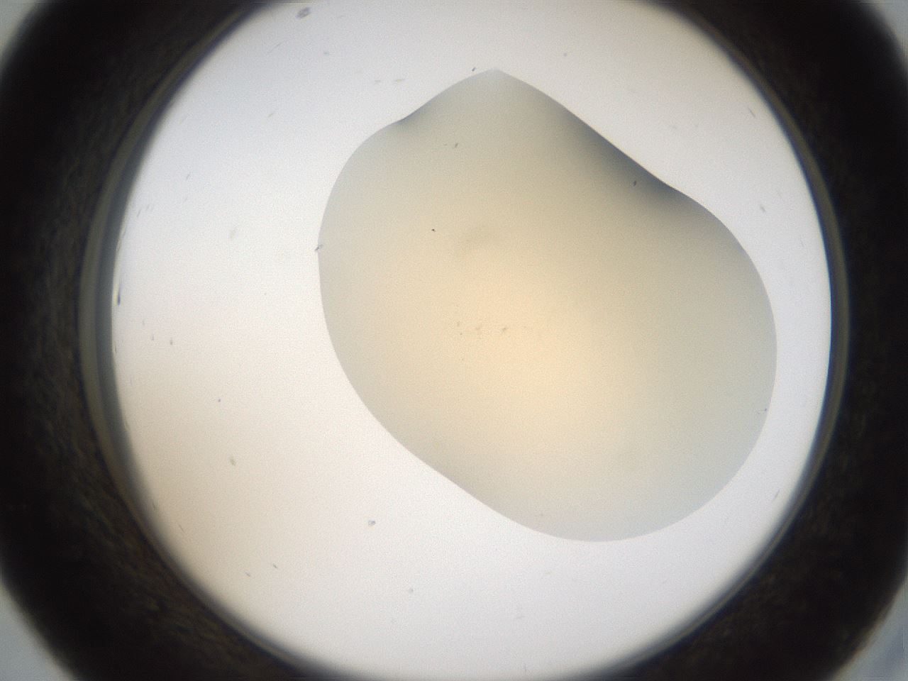 folderID52_plateID2052_batchID9022_wellNum43_profileID1_d2_r138508_ef.jpg