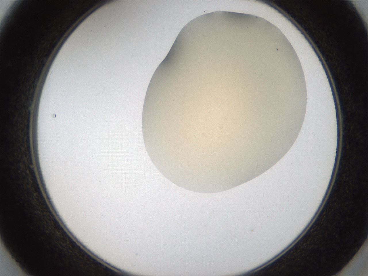 folderID52_plateID2052_batchID9022_wellNum49_profileID1_d2_r138520_ef.jpg
