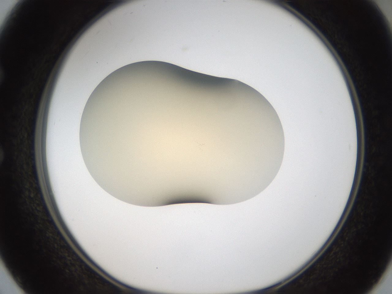 folderID52_plateID2052_batchID9022_wellNum50_profileID1_d1_r138521_ef.jpg