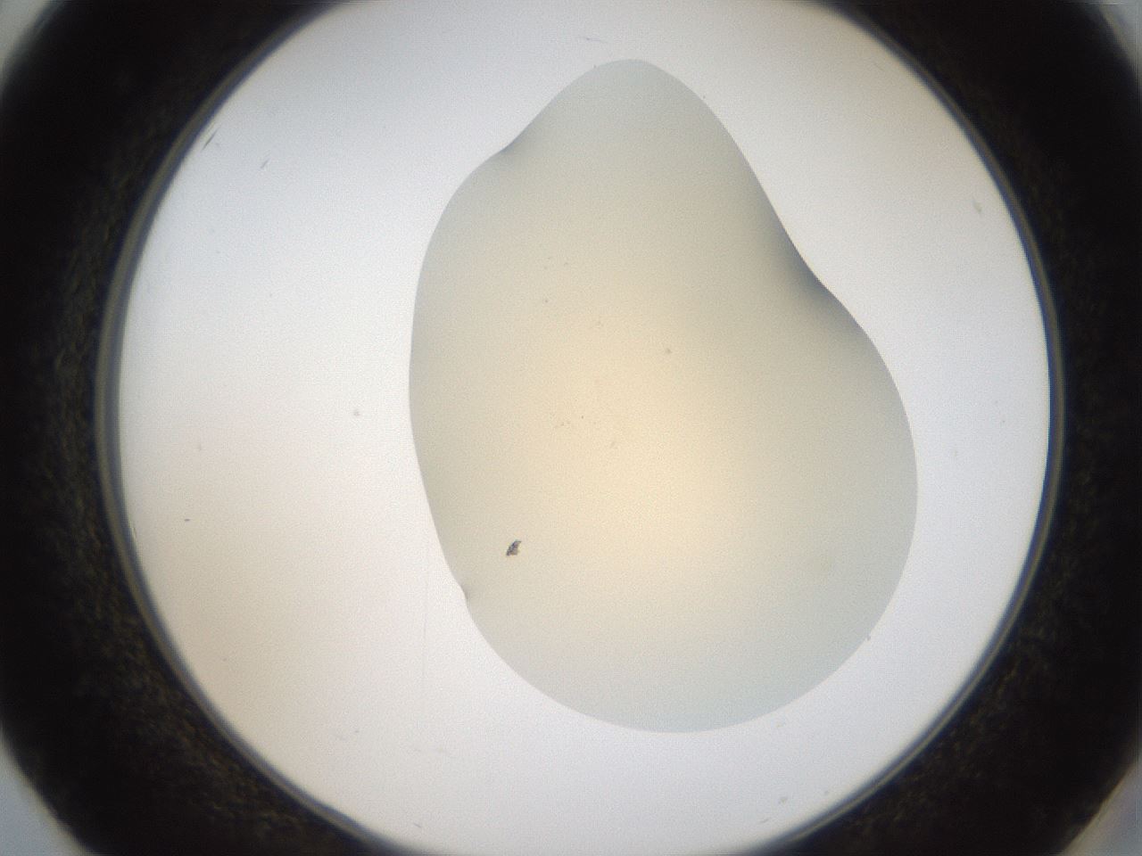 folderID52_plateID2052_batchID9022_wellNum50_profileID1_d2_r138522_ef.jpg