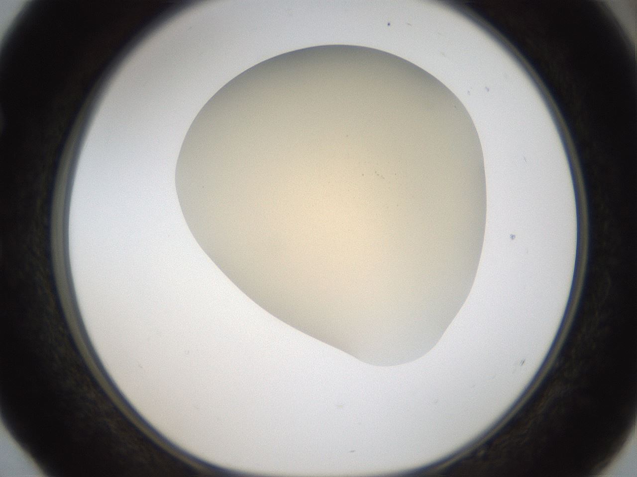 folderID52_plateID2052_batchID9022_wellNum52_profileID1_d1_r138525_ef.jpg