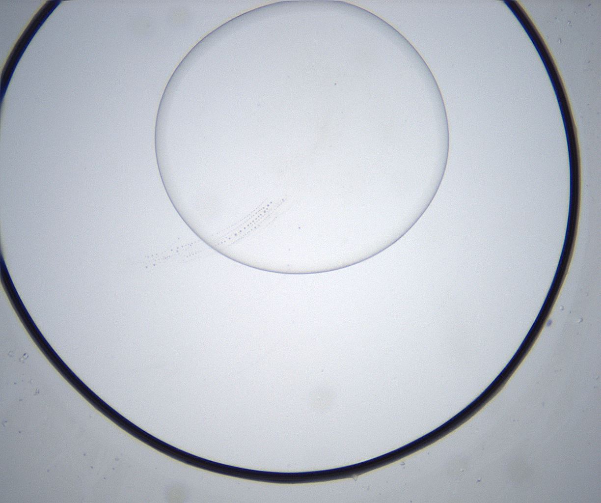 folderID433_plateID2433_batchID11717_wellNum12_profileID1_d1_r182838_ef.jpg