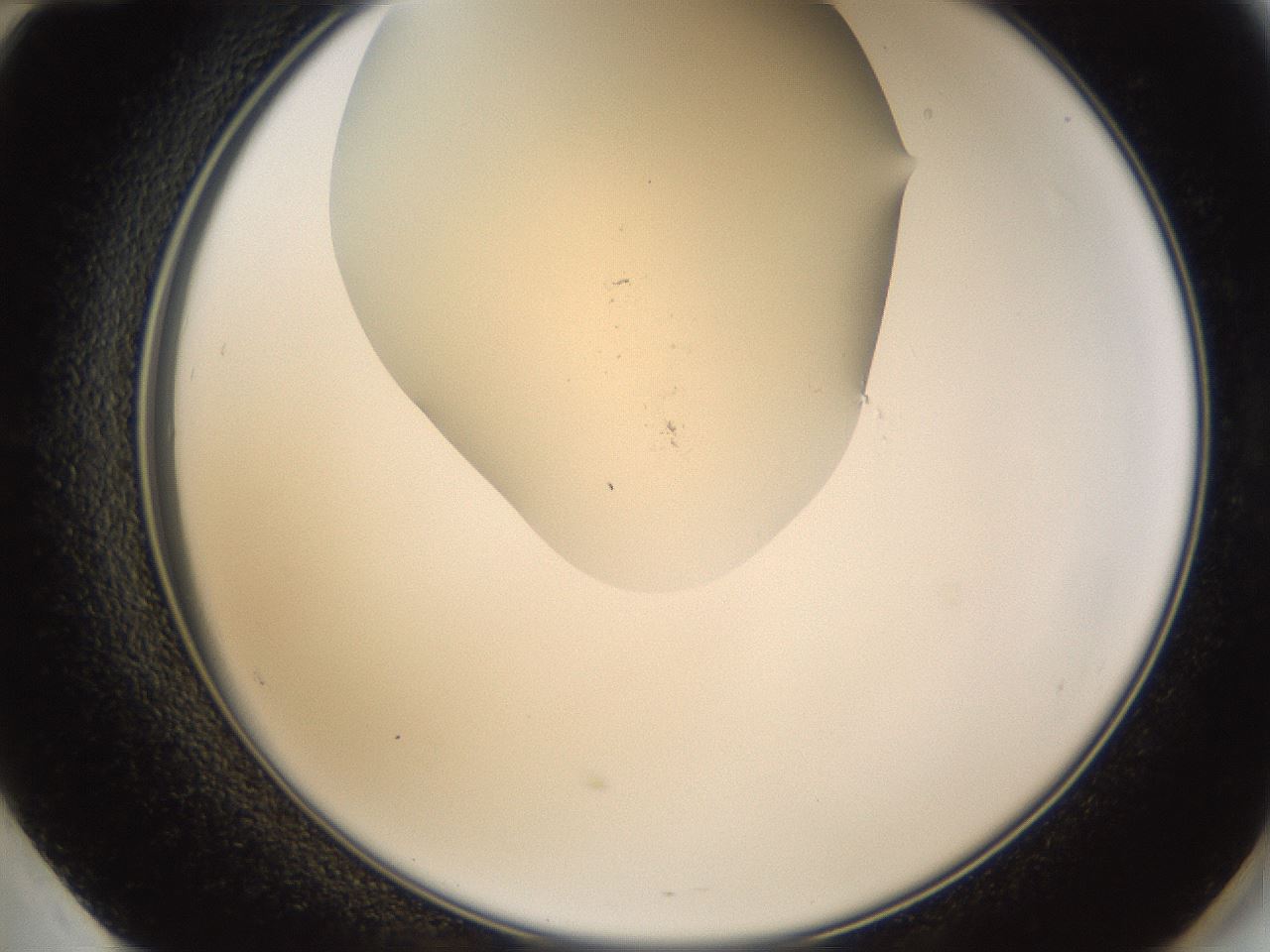 folderID52_plateID2052_batchID9022_wellNum60_profileID1_d2_r138542_ef.jpg