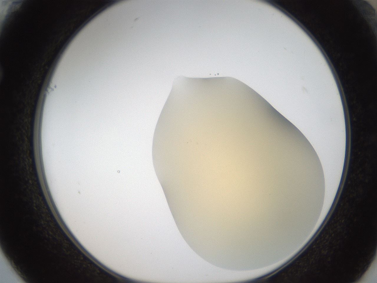 folderID52_plateID2052_batchID9022_wellNum61_profileID1_d1_r138543_ef.jpg