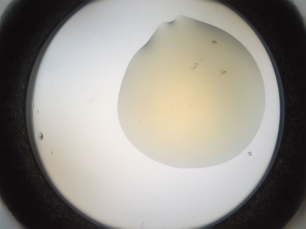 folderID52_plateID2052_batchID9022_wellNum61_profileID1_d2_r138544_ef.jpg