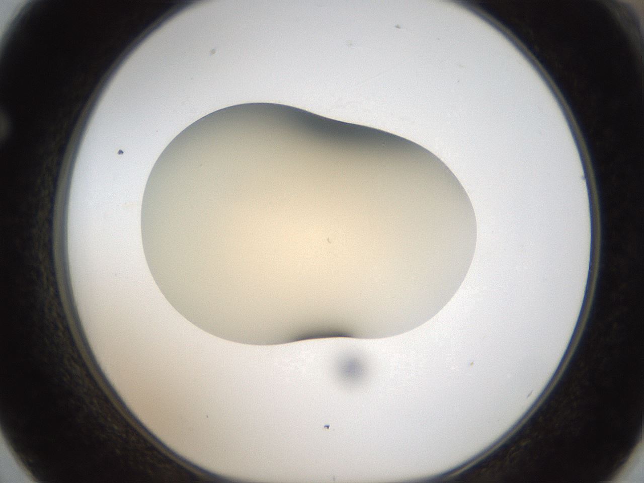 folderID52_plateID2052_batchID9022_wellNum62_profileID1_d1_r138545_ef.jpg