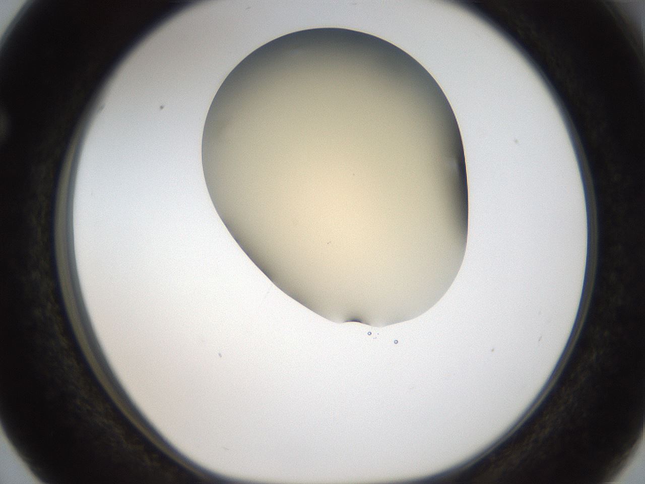 folderID52_plateID2052_batchID9022_wellNum63_profileID1_d1_r138547_ef.jpg