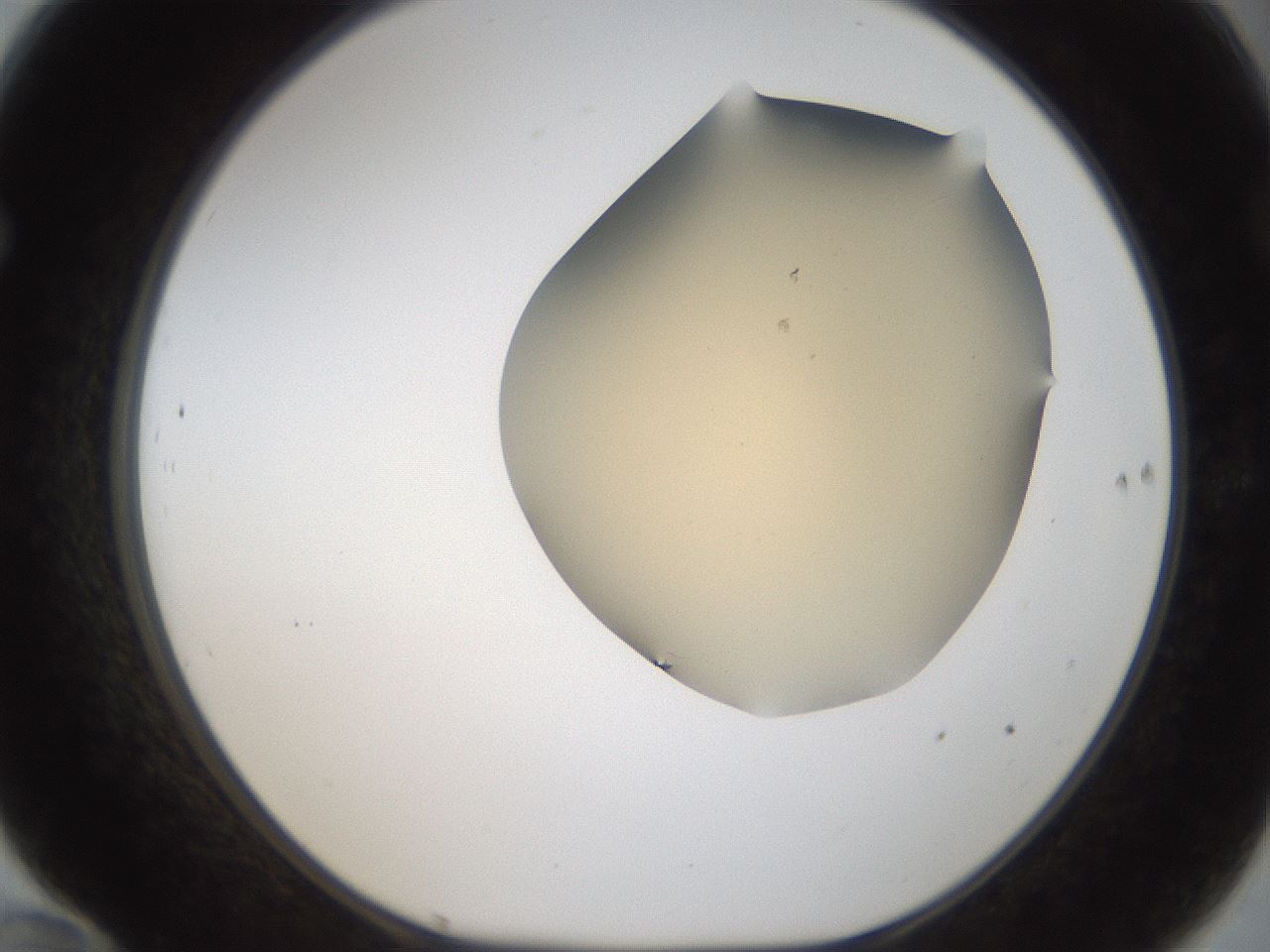 folderID52_plateID2052_batchID9022_wellNum70_profileID1_d1_r138561_ef.jpg