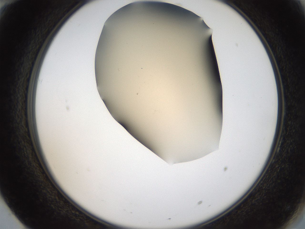 folderID52_plateID2052_batchID9022_wellNum70_profileID1_d2_r138562_ef.jpg
