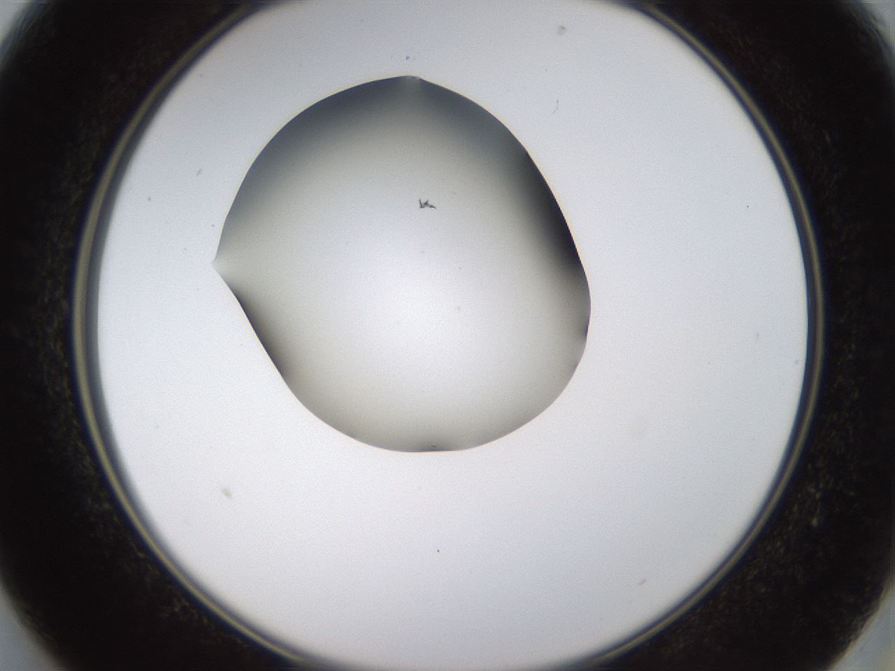 folderID434_plateID1434_batchID5443_wellNum13_profileID1_d2_r89330_ef.jpg