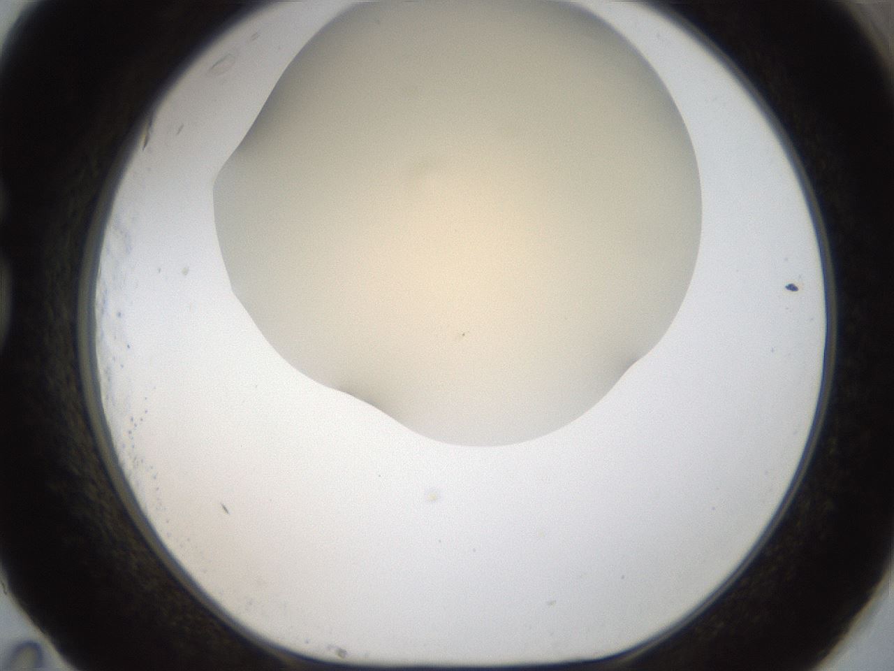 folderID52_plateID2052_batchID9022_wellNum83_profileID1_d1_r138587_ef.jpg
