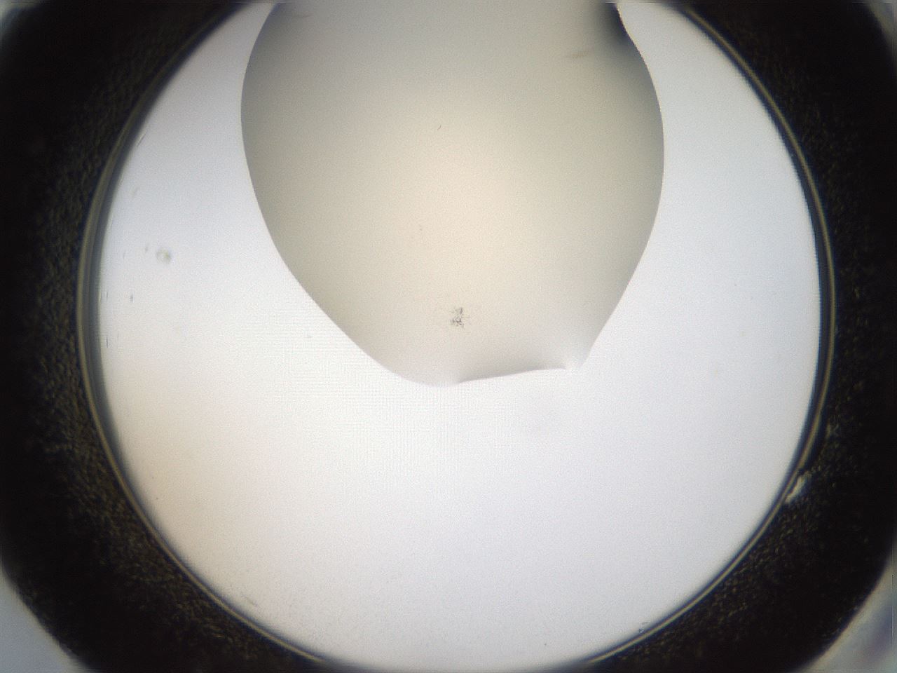folderID52_plateID2052_batchID9022_wellNum83_profileID1_d2_r138588_ef.jpg