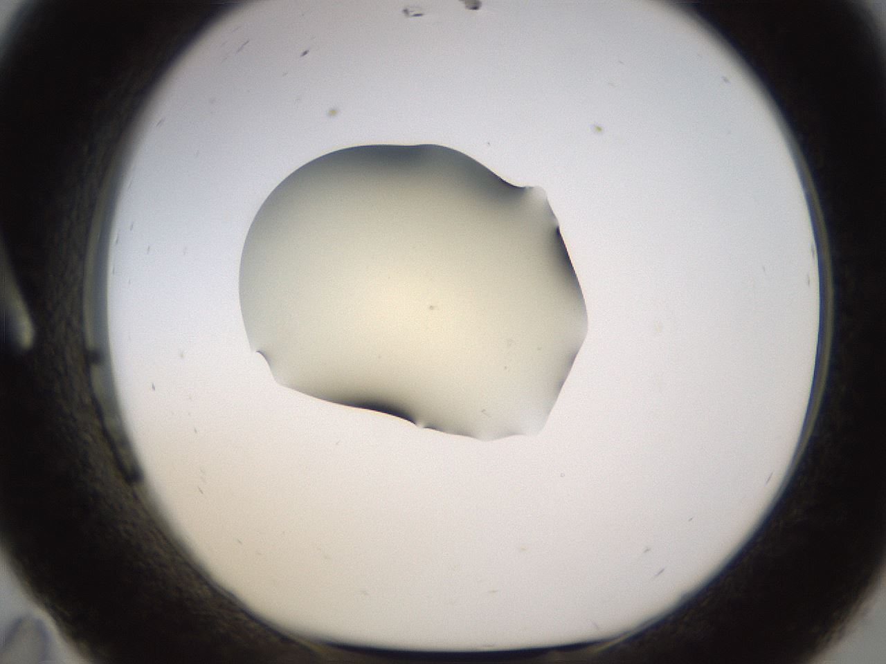 folderID530_plateID1530_batchID6231_wellNum11_profileID1_d1_r98667_ef.jpg