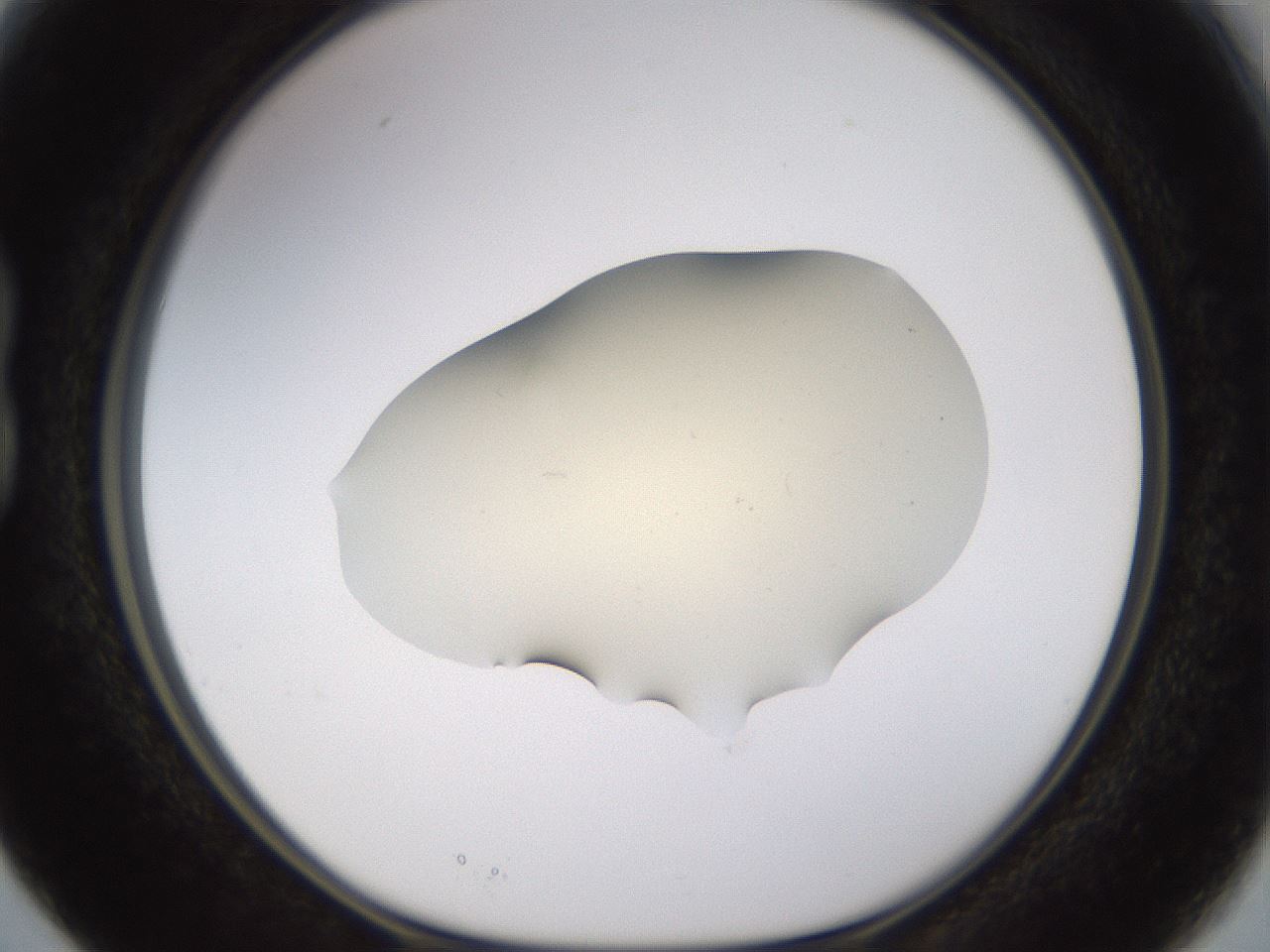 folderID530_plateID1530_batchID6231_wellNum15_profileID1_d1_r98671_ef.jpg
