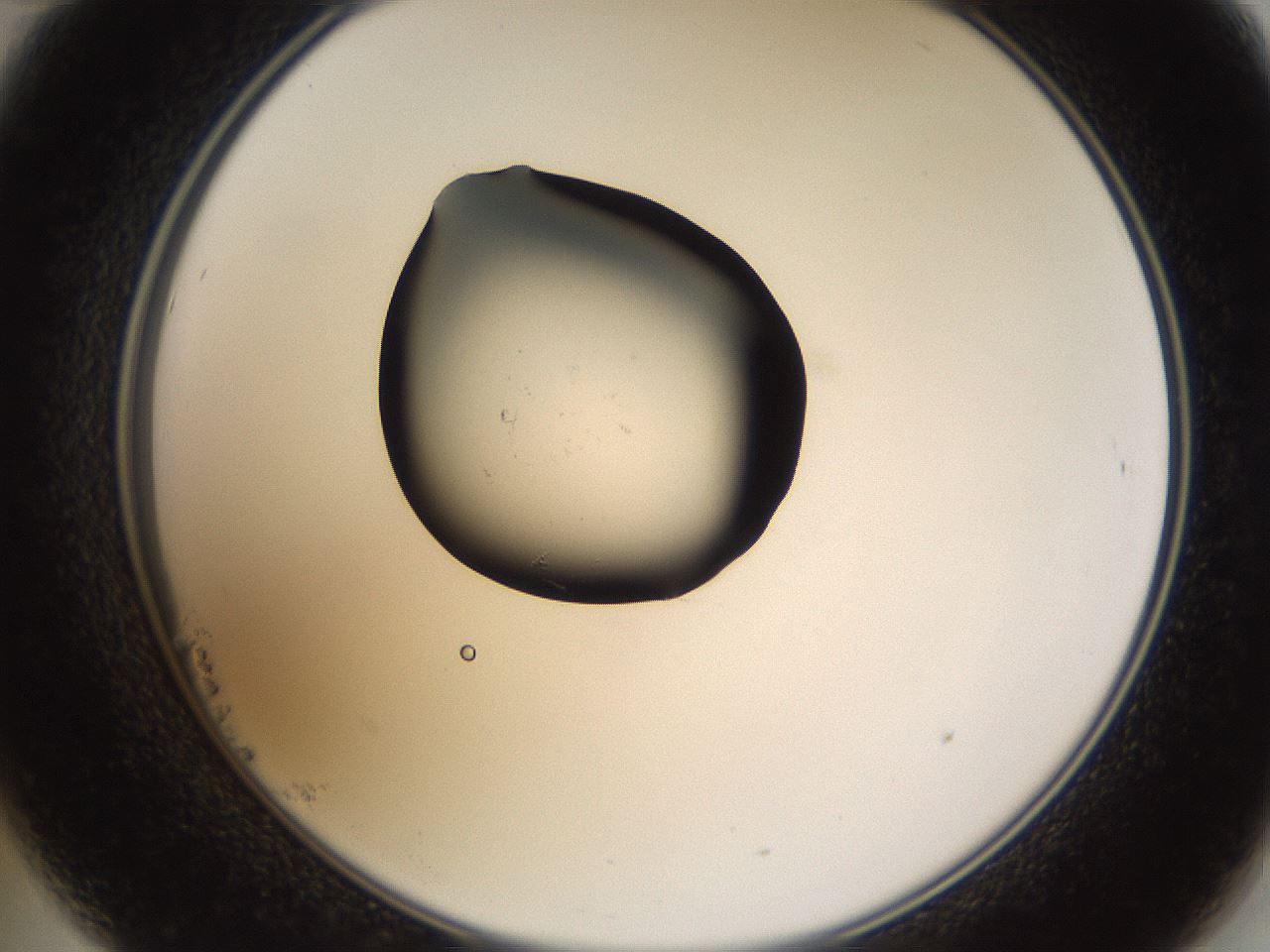 folderID434_plateID1434_batchID5443_wellNum23_profileID1_d2_r89350_ef.jpg