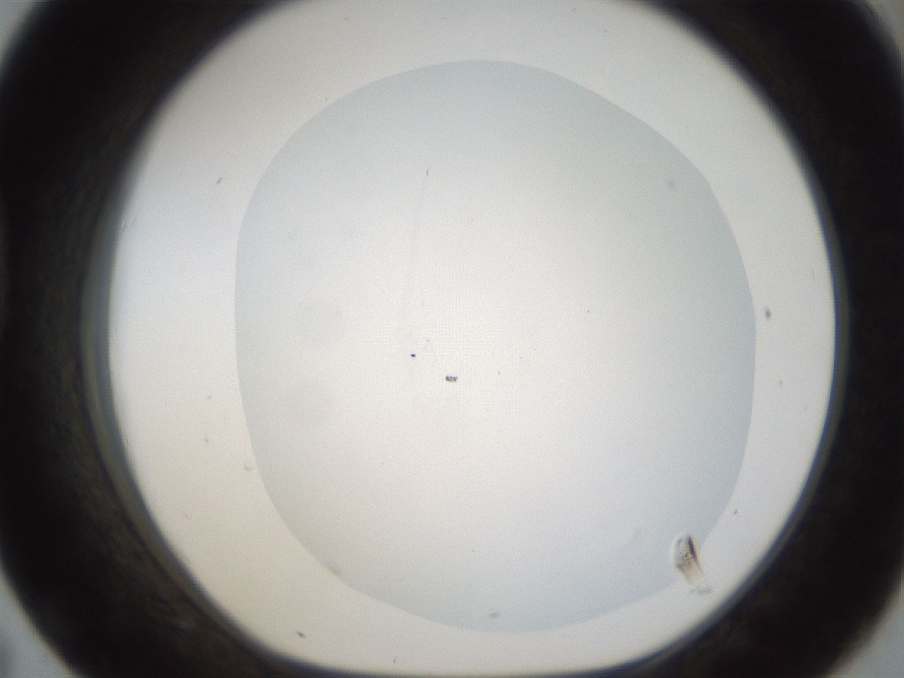 folderID53_plateID1053_batchID2251_wellNum43_profileID1_d1_r47355_ef.jpg