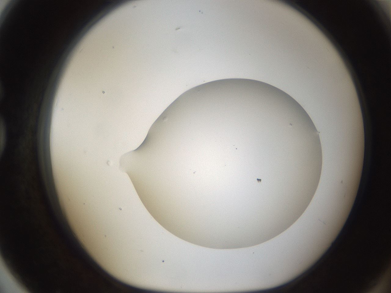 folderID53_plateID1053_batchID2251_wellNum79_profileID1_d1_r47391_ef.jpg