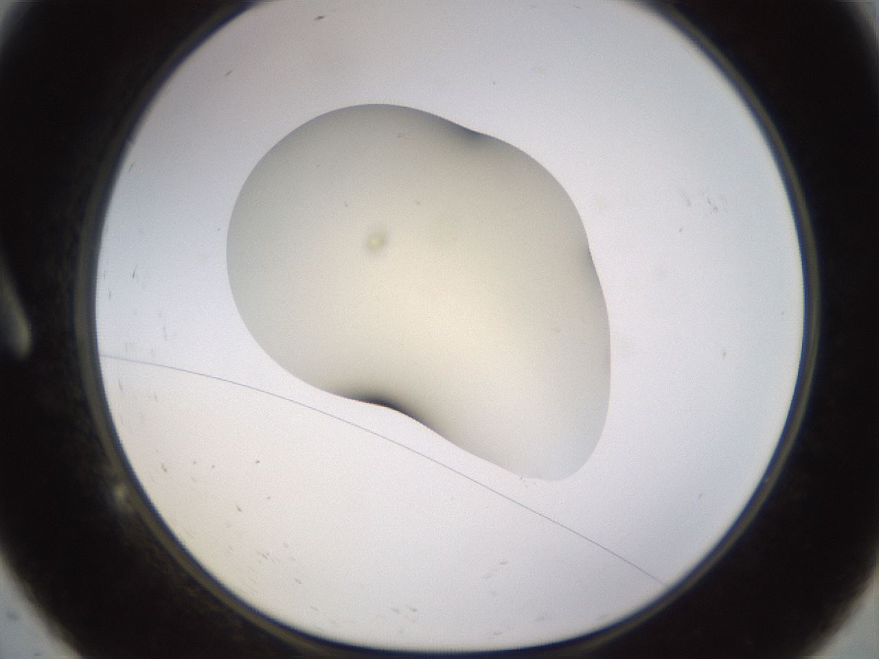 folderID530_plateID1530_batchID6231_wellNum9_profileID1_d1_r98665_ef.jpg