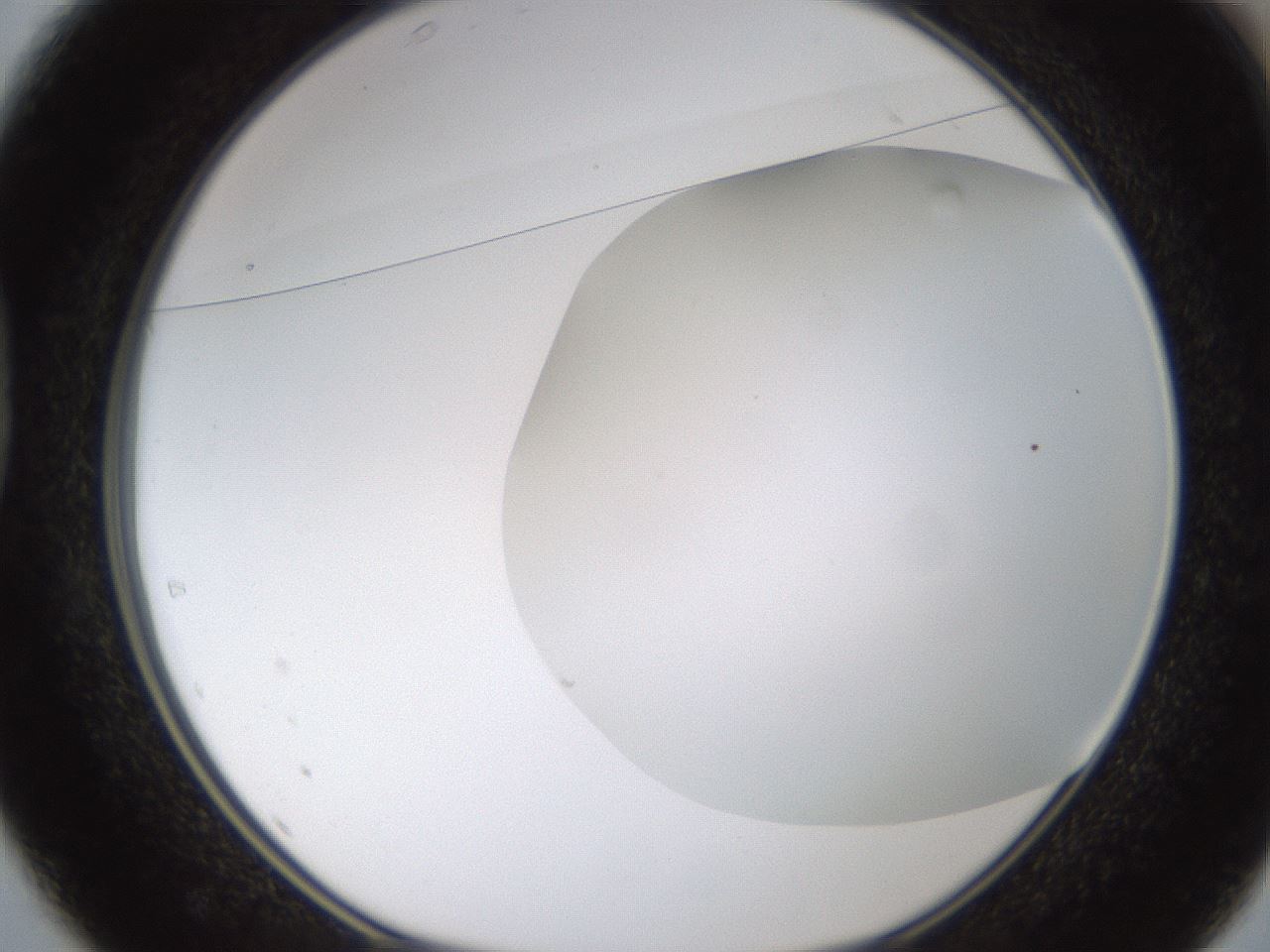 folderID434_plateID1434_batchID5443_wellNum37_profileID1_d1_r89377_ef.jpg