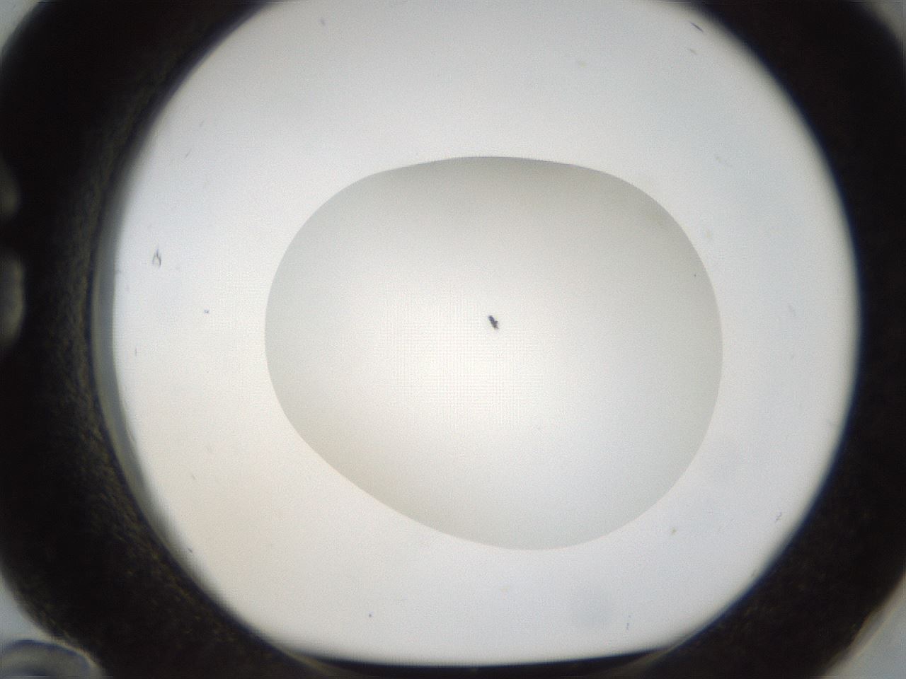 folderID53_plateID1053_batchID2251_wellNum84_profileID1_d1_r47396_ef.jpg