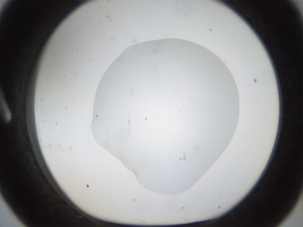 folderID53_plateID1053_batchID2251_wellNum8_profileID1_d1_r47320_ef.jpg