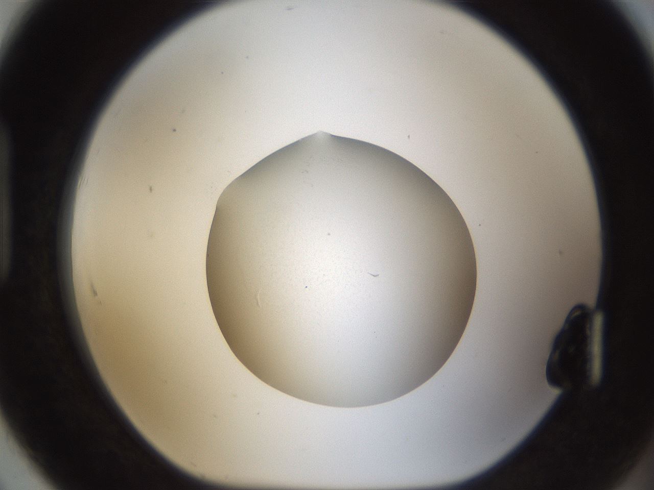 folderID53_plateID1053_batchID2251_wellNum91_profileID1_d1_r47403_ef.jpg