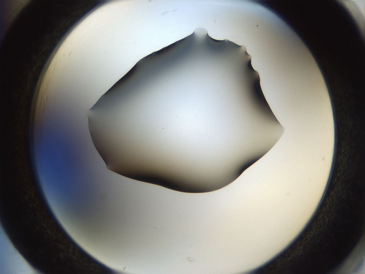 folderID433_plateID1433_batchID5440_wellNum85_profileID1_d2_r88514_ef.jpg