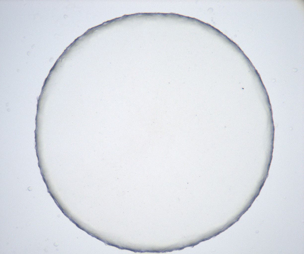 folderID433_plateID2433_batchID11717_wellNum35_profileID1_d1_r182884_ef.jpg