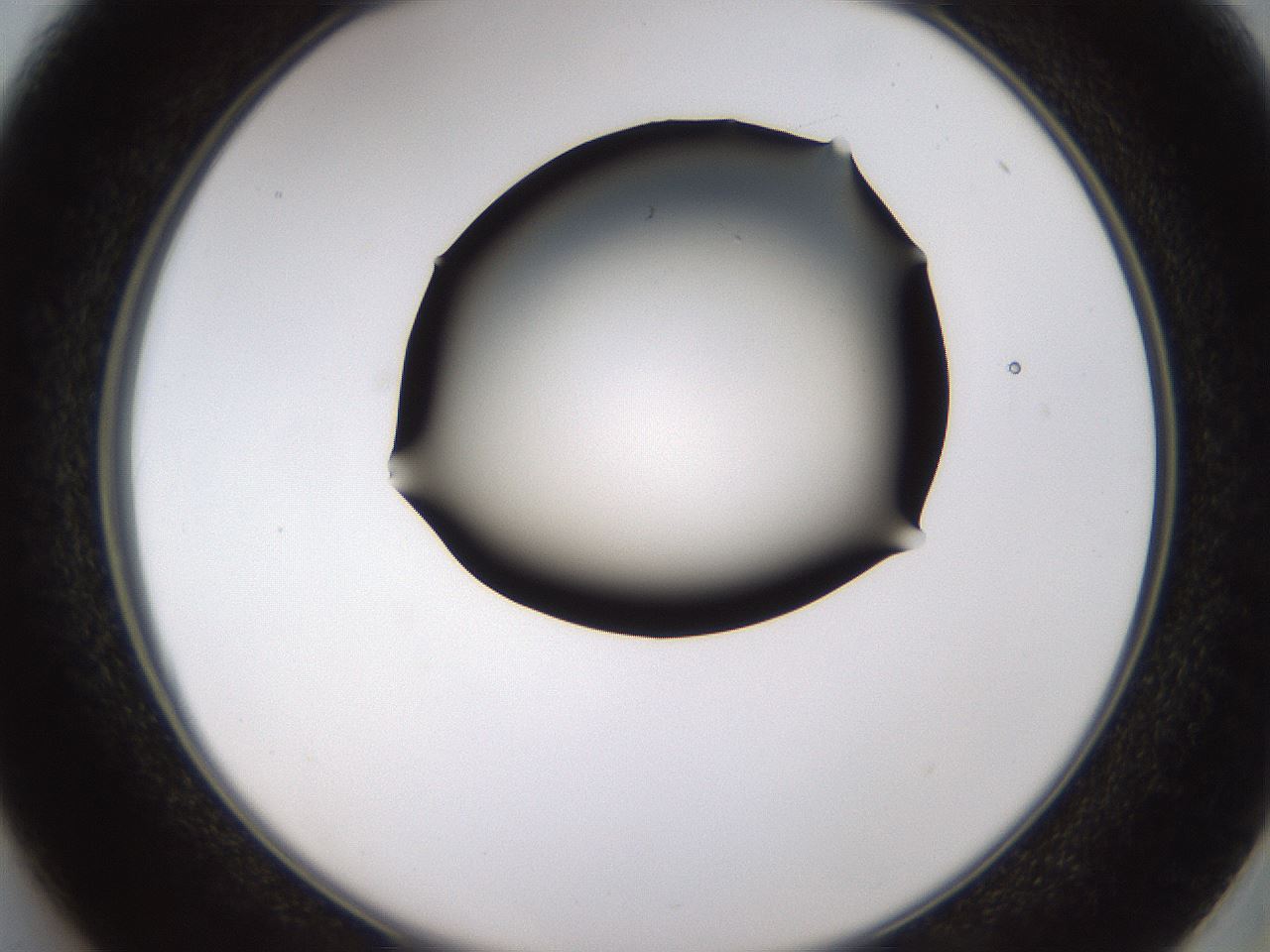 folderID434_plateID1434_batchID5443_wellNum37_profileID1_d2_r89378_ef.jpg