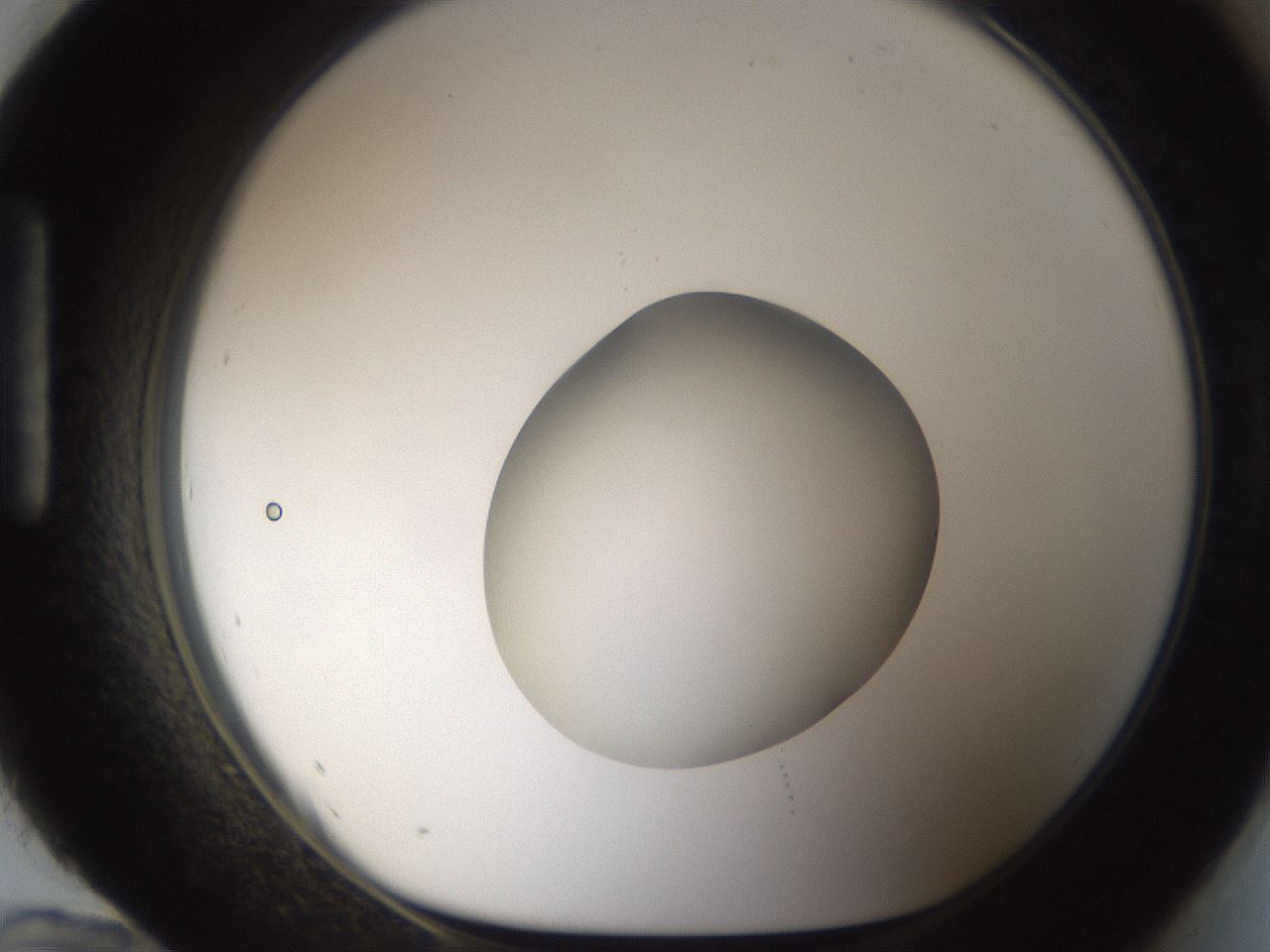 folderID53_plateID1053_batchID2251_wellNum96_profileID1_d1_r47408_ef.jpg