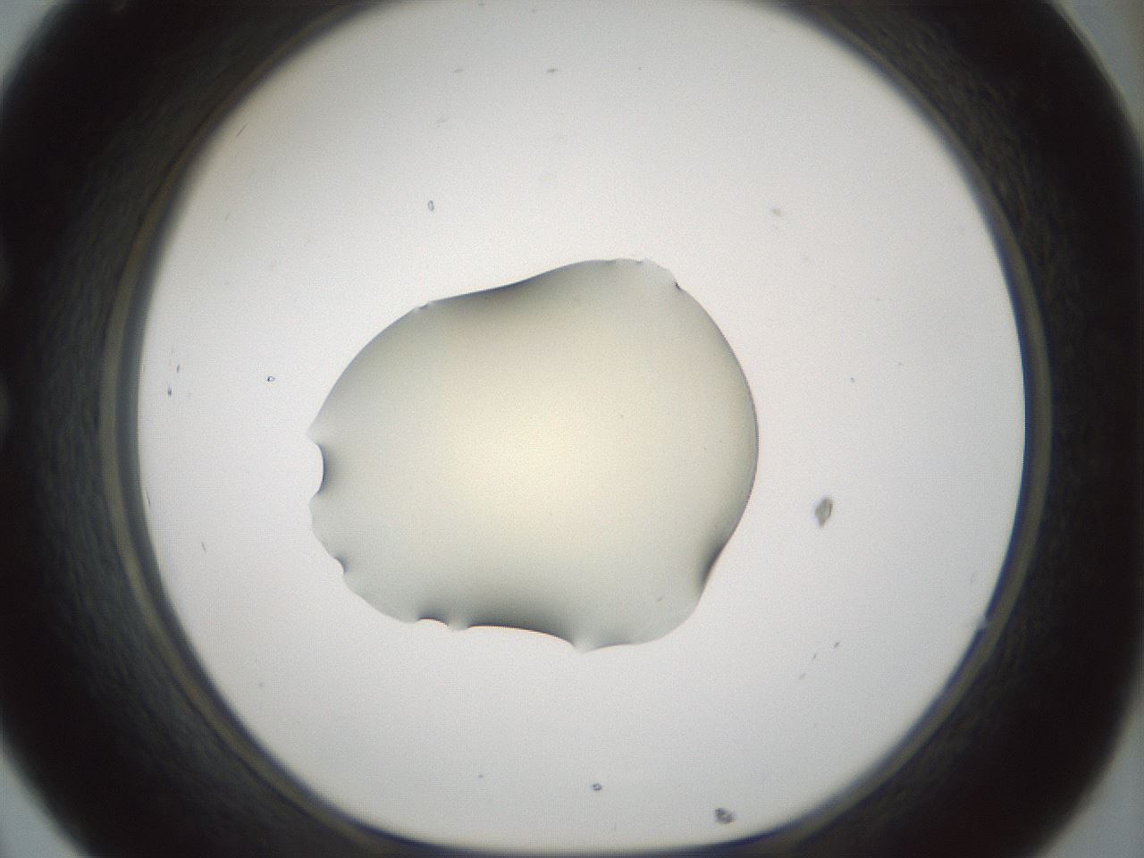 folderID540_plateID1540_batchID6246_wellNum32_profileID1_d1_r99369_ef.jpg