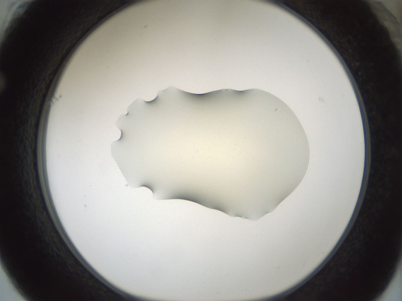 folderID540_plateID1540_batchID6246_wellNum61_profileID1_d1_r99398_ef.jpg