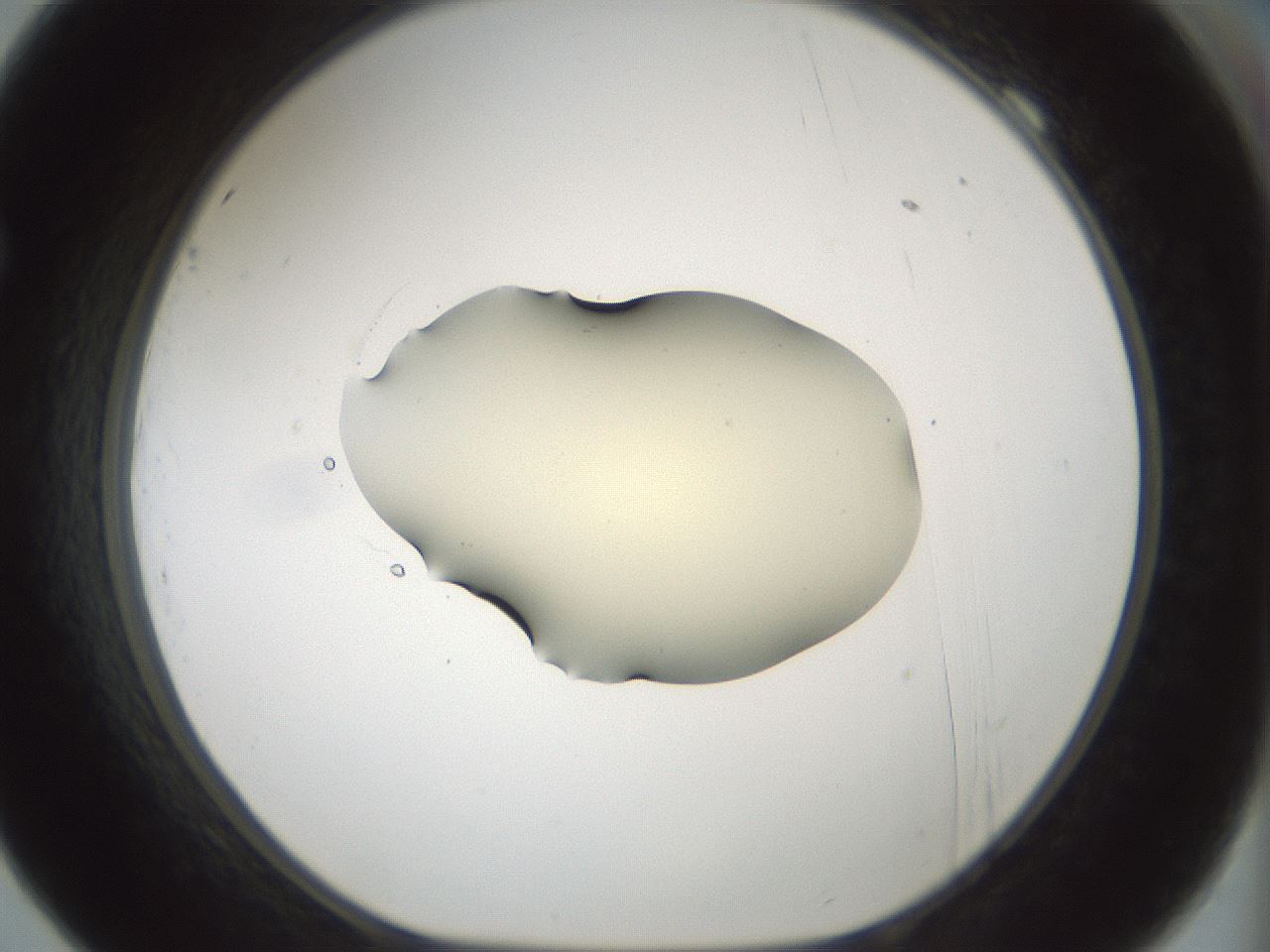 folderID540_plateID1540_batchID6246_wellNum69_profileID1_d1_r99406_ef.jpg