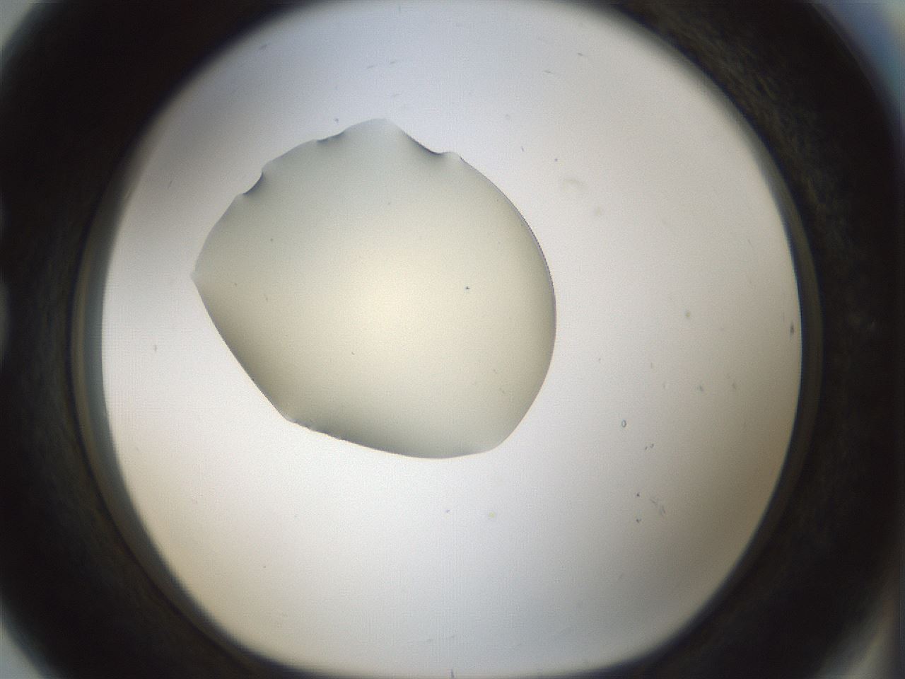 folderID540_plateID1540_batchID6246_wellNum80_profileID1_d1_r99417_ef.jpg