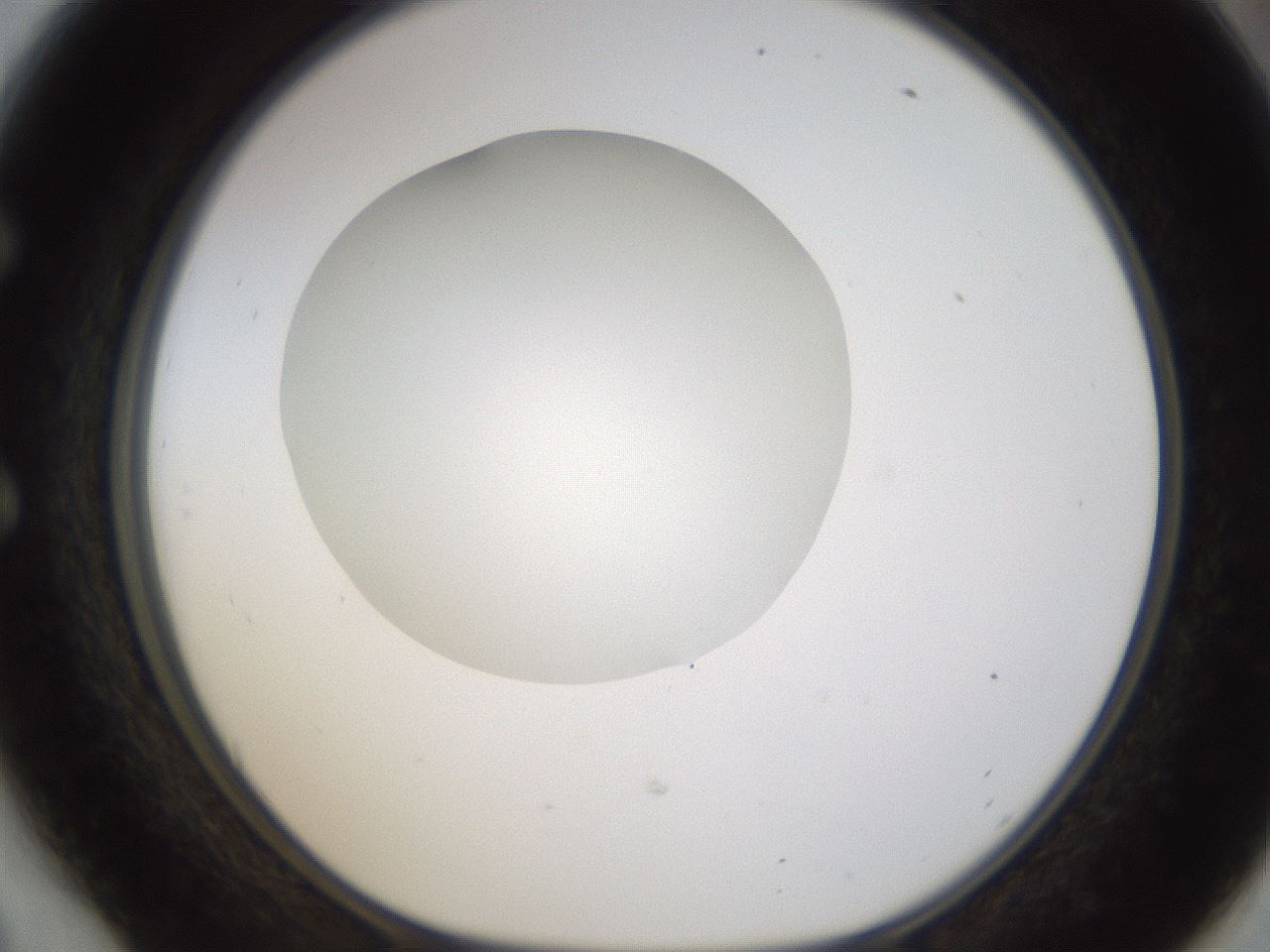 folderID434_plateID1434_batchID5443_wellNum54_profileID1_d1_r89411_ef.jpg