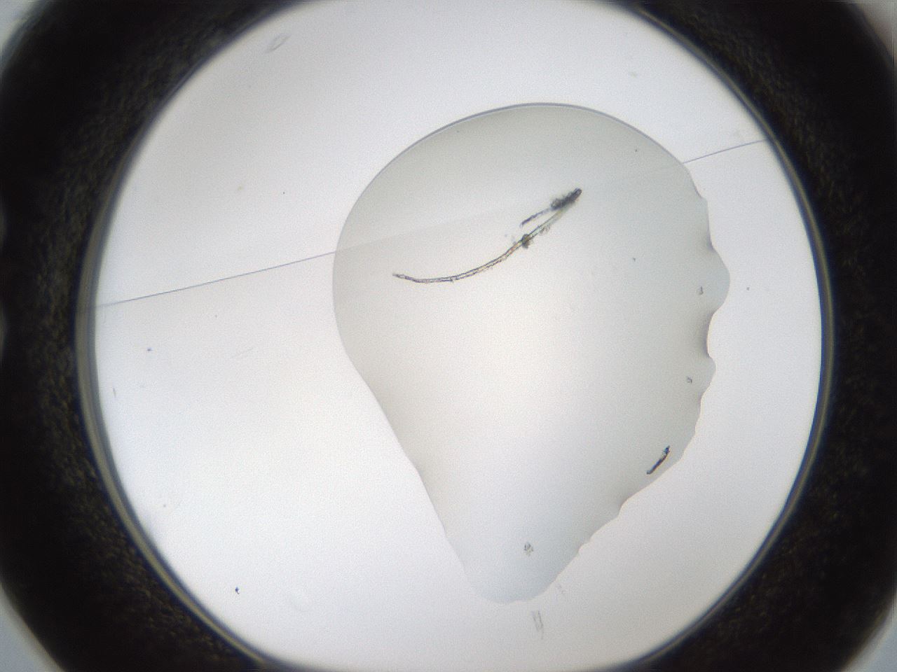 folderID54_plateID1054_batchID2252_wellNum25_profileID1_d1_r47433_ef.jpg