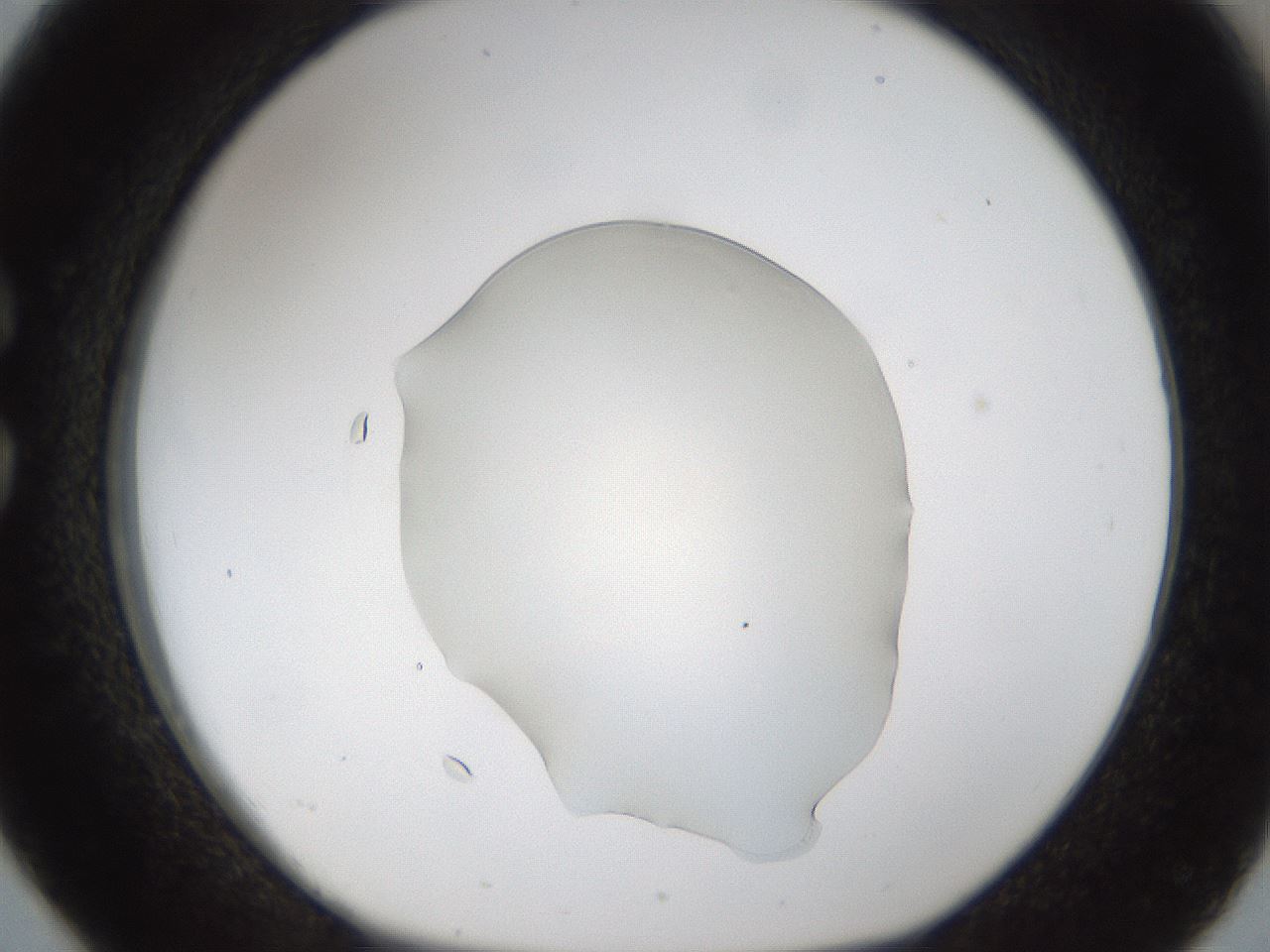 folderID54_plateID1054_batchID2252_wellNum26_profileID1_d1_r47434_ef.jpg