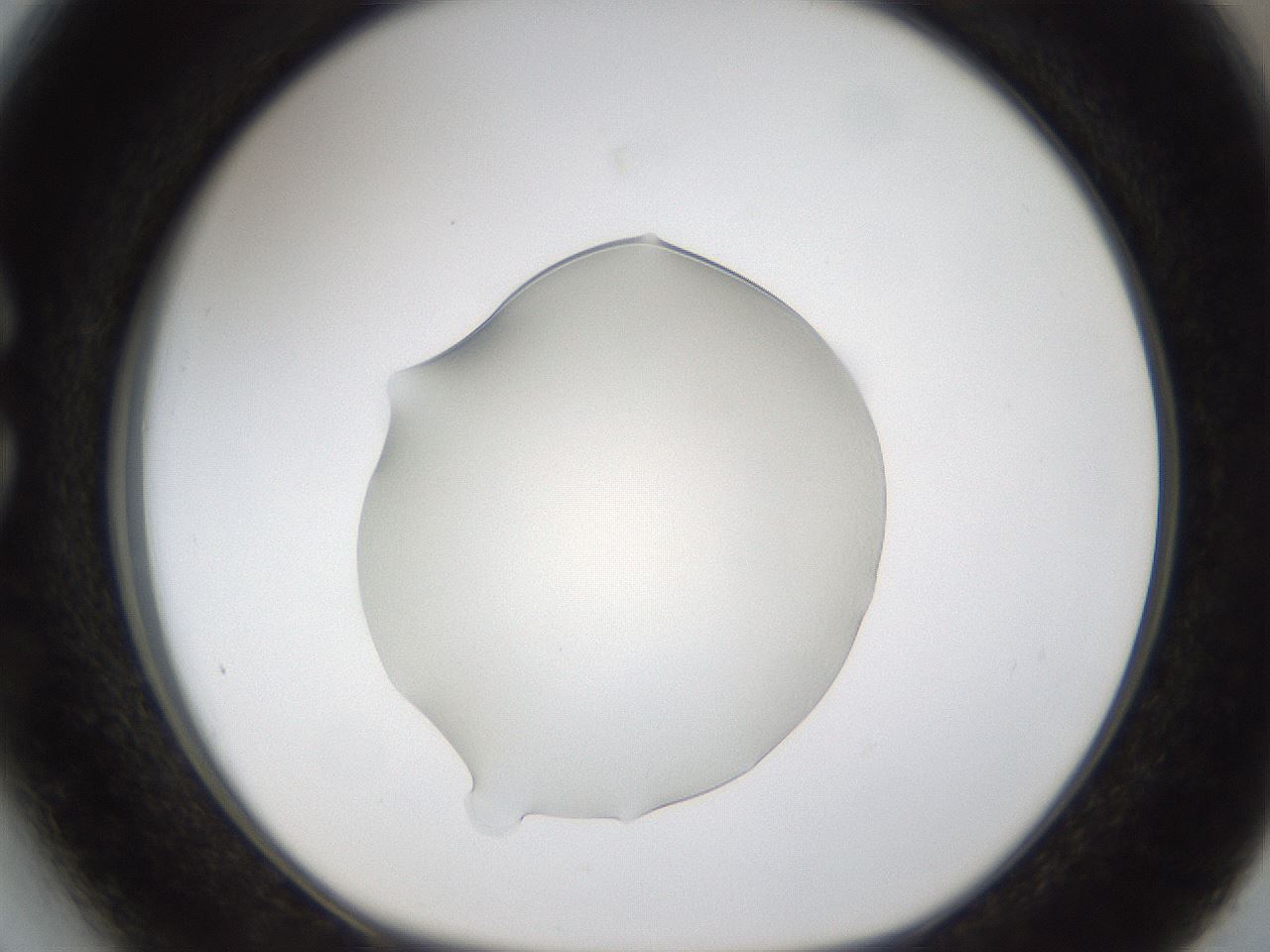 folderID54_plateID1054_batchID2252_wellNum27_profileID1_d1_r47435_ef.jpg