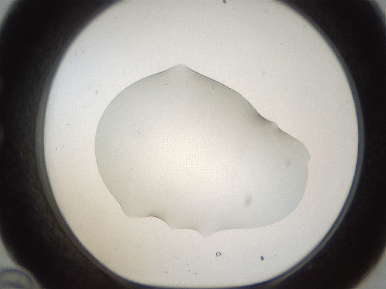 folderID54_plateID1054_batchID2252_wellNum34_profileID1_d1_r47442_ef.jpg