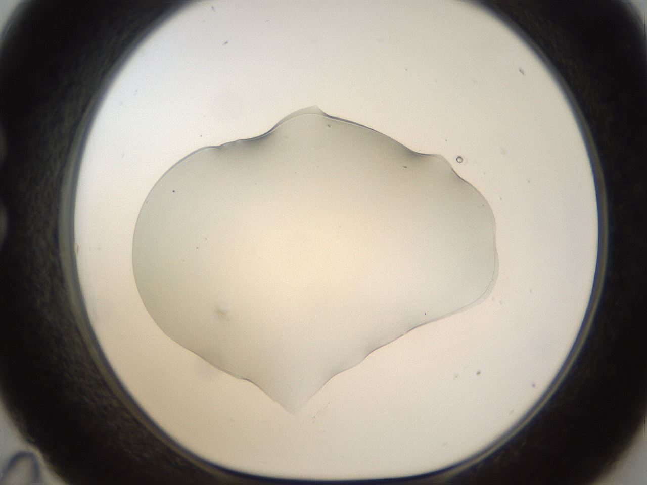 folderID54_plateID1054_batchID2252_wellNum35_profileID1_d1_r47443_ef.jpg
