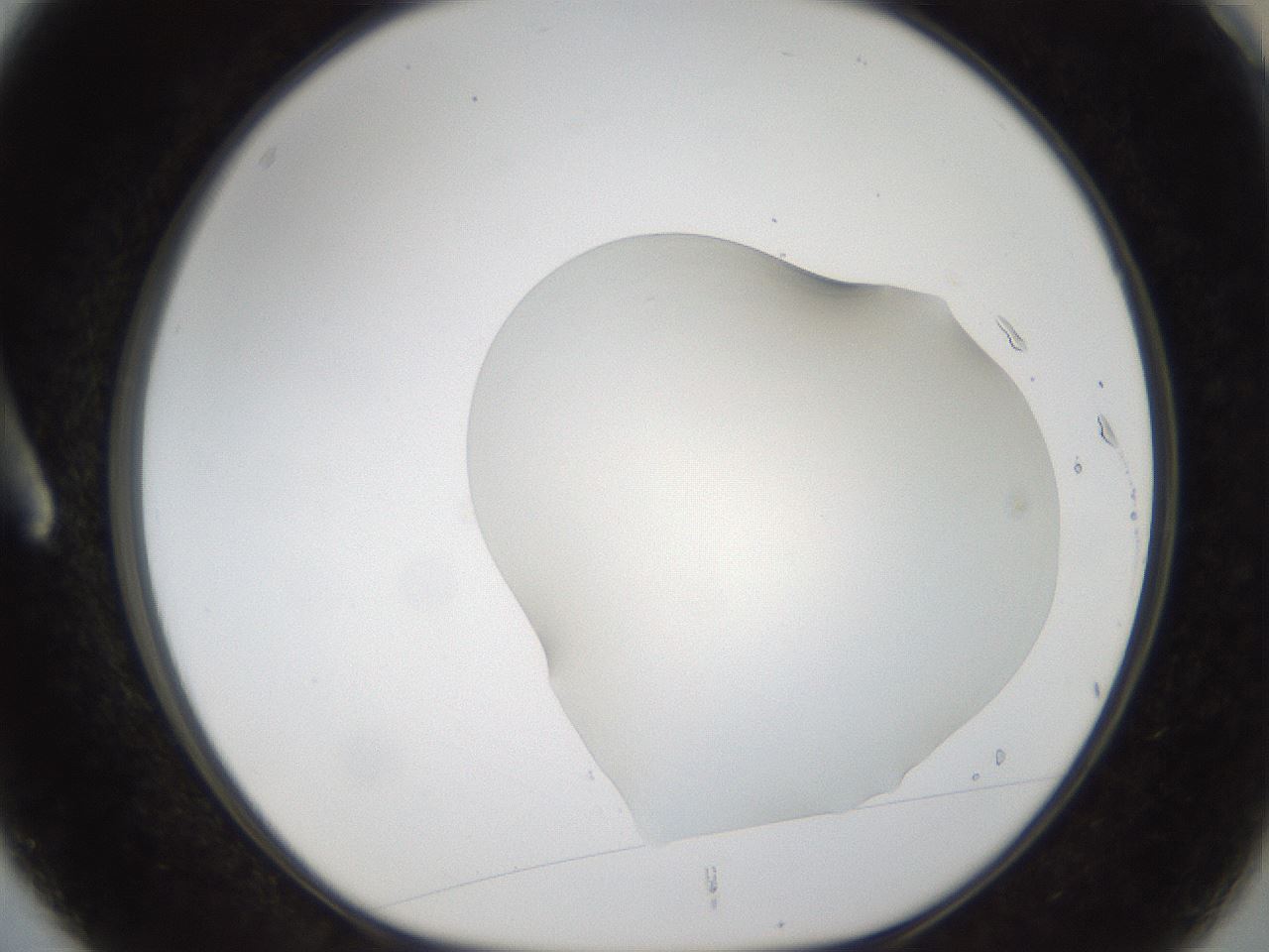 folderID54_plateID1054_batchID2252_wellNum3_profileID1_d1_r47411_ef.jpg