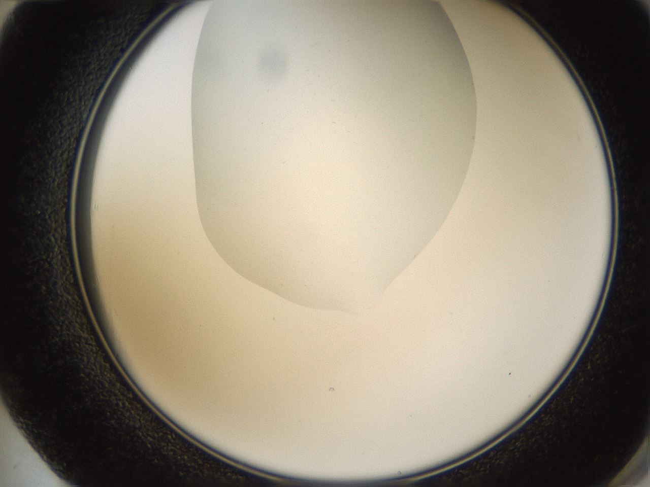 folderID434_plateID1434_batchID5443_wellNum72_profileID1_d2_r89448_ef.jpg