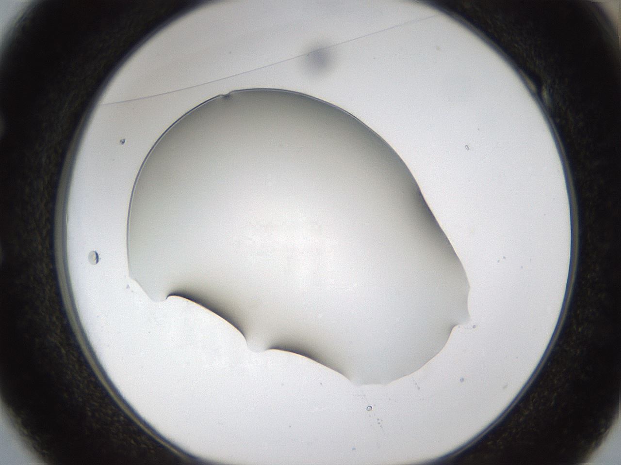 folderID54_plateID1054_batchID2252_wellNum49_profileID1_d1_r47457_ef.jpg
