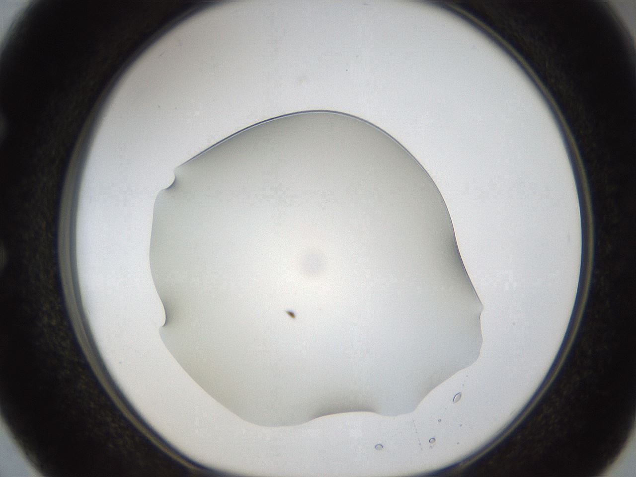 folderID54_plateID1054_batchID2252_wellNum50_profileID1_d1_r47458_ef.jpg