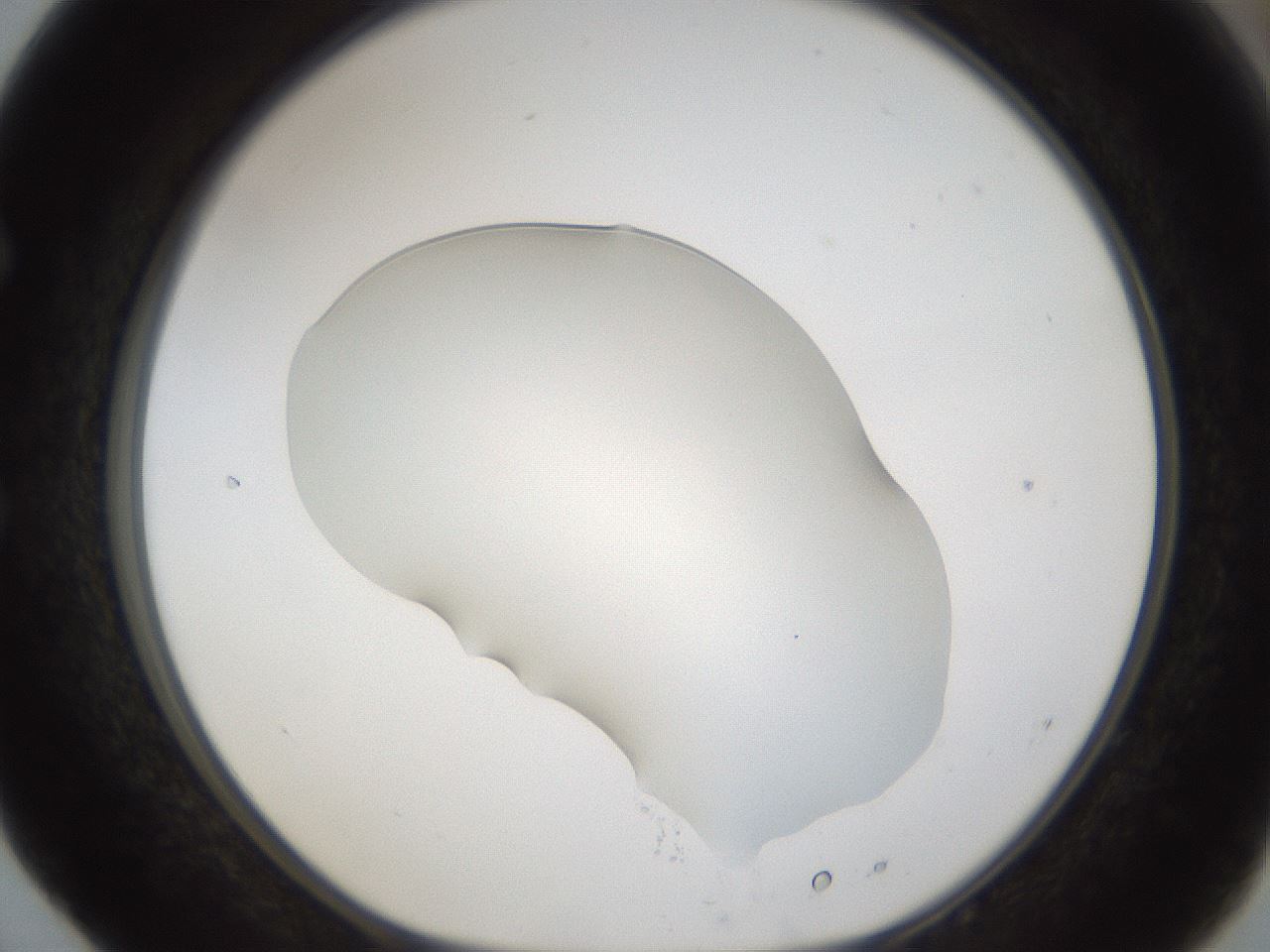 folderID54_plateID1054_batchID2252_wellNum52_profileID1_d1_r47460_ef.jpg