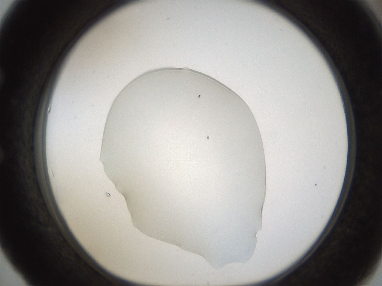 folderID54_plateID1054_batchID2252_wellNum53_profileID1_d1_r47461_ef.jpg