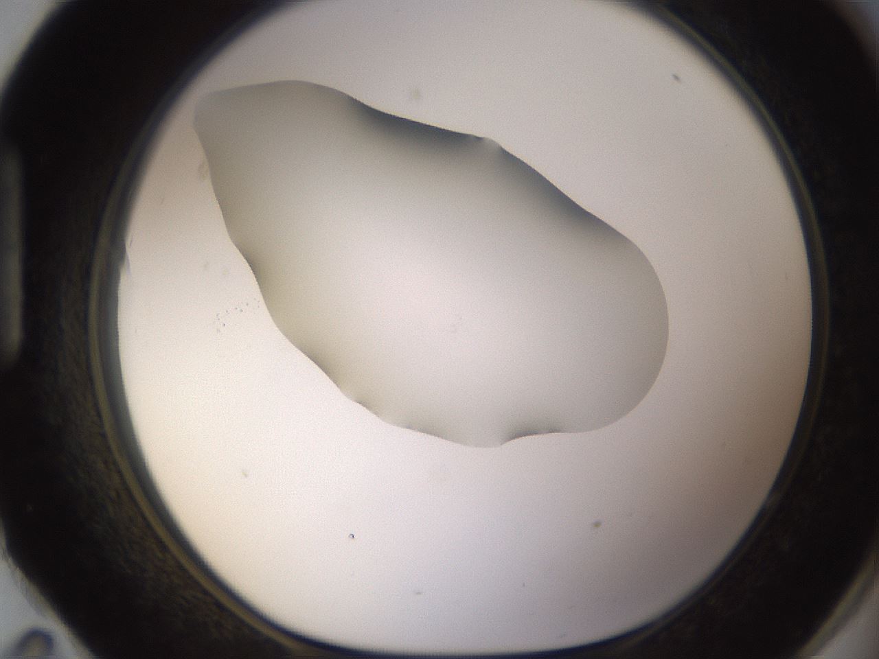 folderID434_plateID1434_batchID5443_wellNum95_profileID1_d1_r89493_ef.jpg