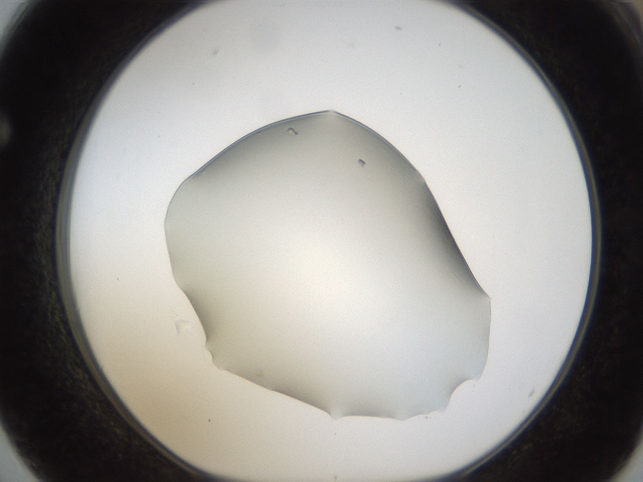 folderID54_plateID1054_batchID2252_wellNum62_profileID1_d1_r47470_ef.jpg