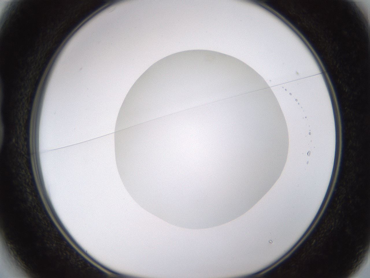 folderID435_plateID1435_batchID5441_wellNum13_profileID1_d1_r88753_ef.jpg