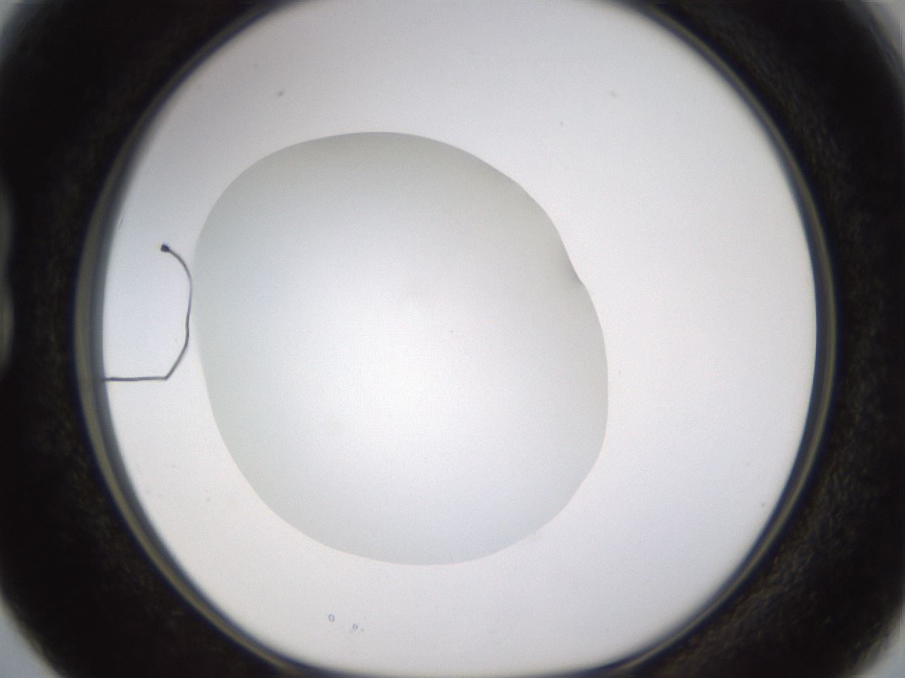 folderID435_plateID1435_batchID5441_wellNum15_profileID1_d1_r88757_ef.jpg